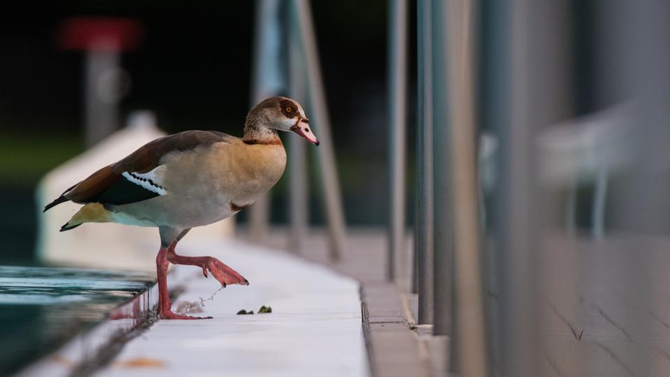 Gegen Nilgänse - Erfolg im Schwimmbad