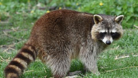 Ein Waschbär in einem Freigehege