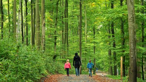 Spaziergänger im Nationalpark Kellerwald-Edersee