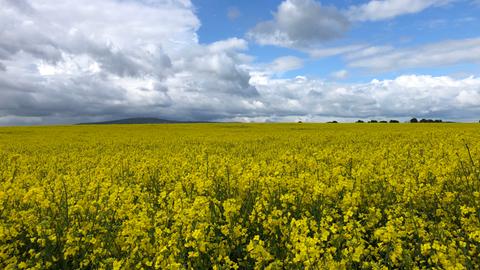 Ein Rapsfeld bei Butzbach (Wetterau)