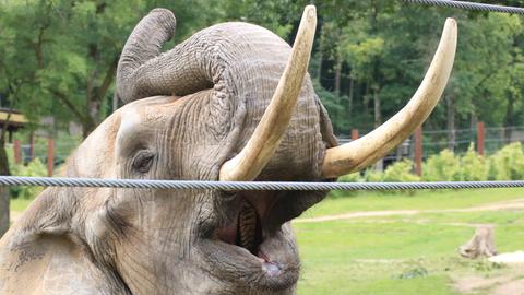 Elefant im Opel-Zoo