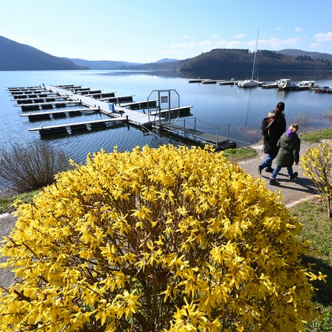 Eine gelbe Forsythie blüht an der Promenade am Ufer des Edersees, zwei Menschen spazieren dort an einem leeren Bootsanleger vorbei.