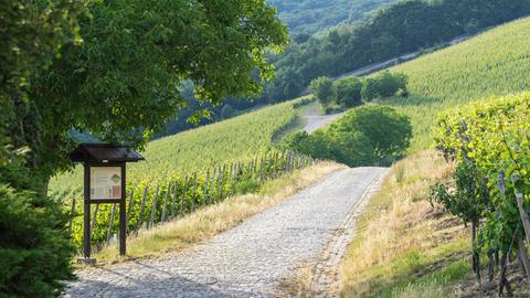 Wanderweg am Steinberg in Eltville