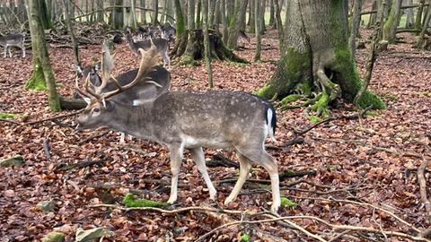 Hirsch im Hirschgarten Bad Homburg