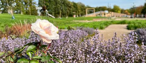 Im Bildvordergrund scharf eine rosafarbene Rose und lilafarbene Blüten. Im Hintergrund ein Park mit Spielplatz (unscharf).