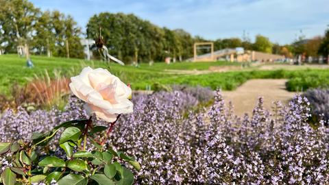 Im Bildvordergrund scharf eine rosafarbene Rose und lilafarbene Blüten. Im Hintergrund ein Park mit Spielplatz (unscharf).