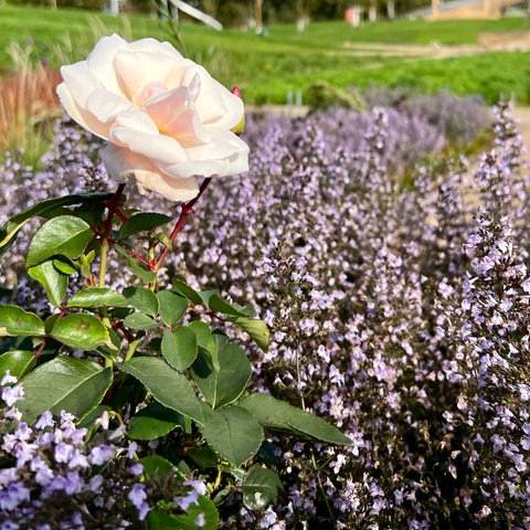 Im Bildvordergrund scharf eine rosafarbene Rose und lilafarbene Blüten. Im Hintergrund ein Park mit Spielplatz (unscharf).