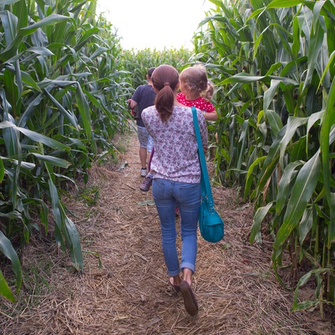 Eine Frau trägt ihr Kleinkind auf dem Arm durch ein Mais-Labyrinth