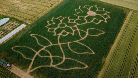 Das Bild eines Maislabyrinths von oben mit einer Blume als Bild