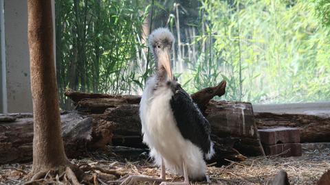 Marabu Urmel Zoo Frankfurt