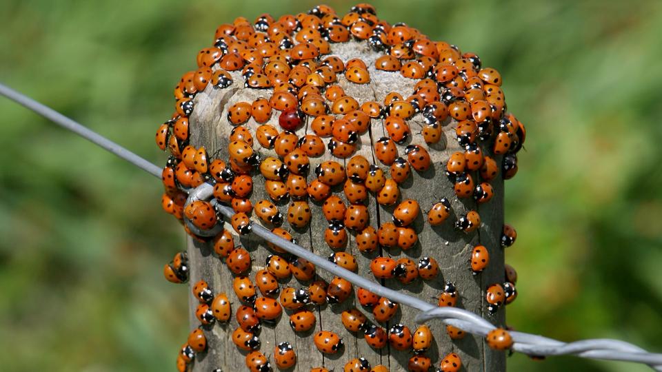 Invasion Deswegen Sehen Sie Derzeit So Viele Marienkafer