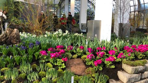 Bunte Frühlingsblumen im Palmengarten 