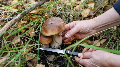 Ein Pilz wird gesammelt