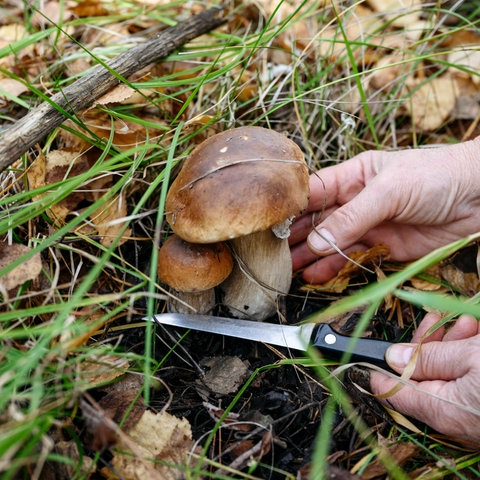 Ein Pilz wird gesammelt