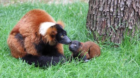 Roter Vari mit Jungtier im Opel-Zoo.