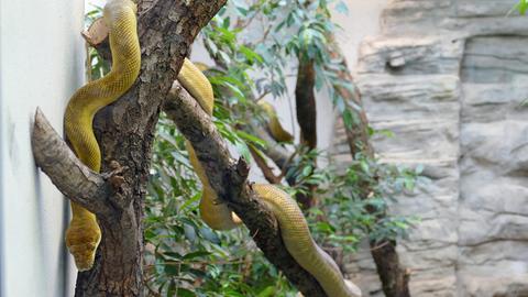 Eine gelbe Schlange schlingt sich um einen Ast
