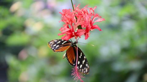 Ein Schmetterling mit weißen Flecken auf den Flügeln sitzt an einer roten Blüte. 