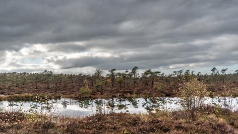 Bäume spiegeln sich im Wasser eines Moors.