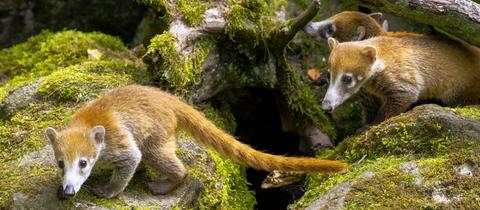 Jungtiere der Weißrüssel-Nasenbären im Opel-Zoo