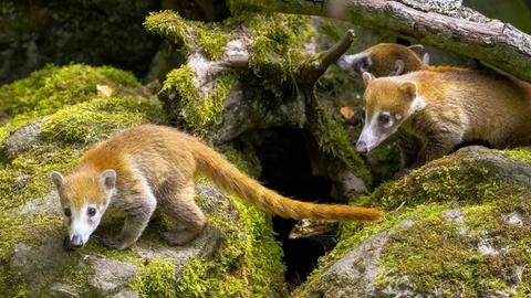 Jungtiere der Weißrüssel-Nasenbären im Opel-Zoo