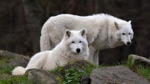 Zwei Polarwölfe im Wildpark Hanau