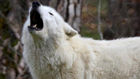 Einer der Polarwölfe im Wildpark Hanau heult