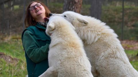 Zwei Polarwölfe im Wildpark Hanau begrüßen Wildbiologin Marion Ebel und klettern an ihr hinauf