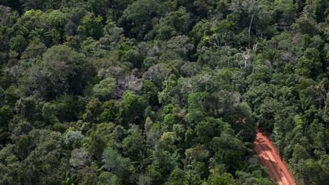 Regenwald Amazonas