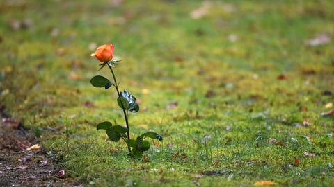 Eine orangene Rose steckt auf einem anonymen Gräberfeld im Gras.