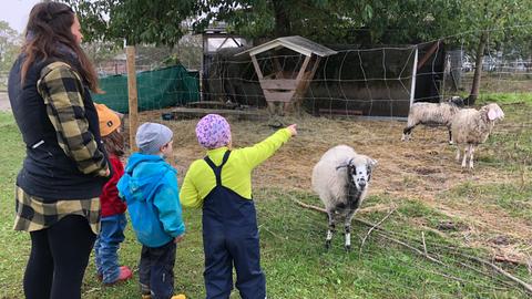 Kinder und eine Erzieherin stehen am Gehege mit Schafen.