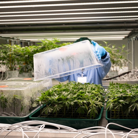 Cannabis-Jungpflanzen wachsen in einem Vegetationsraum.