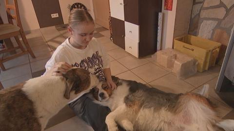 Ein Mädchen sitzt auf einem gefliesten Boden. Auf ihrem Schoß liegt ein Hund, neben ihr steht ein weiterer. Sie krault beide Tiere an den Ohren.