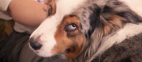 Ein Hund mit weiß-braun geflecktem Fell und blauen Augen schaut in die Kamera. Hinter ihm, unscharf, ein Mensch, der die Hand an den Kopf des Hundes legt.