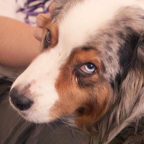 Ein Hund mit weiß-braun geflecktem Fell und blauen Augen schaut in die Kamera. Hinter ihm, unscharf, ein Mensch, der die Hand an den Kopf des Hundes legt.