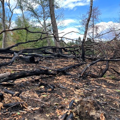 Folgen Waldbrand