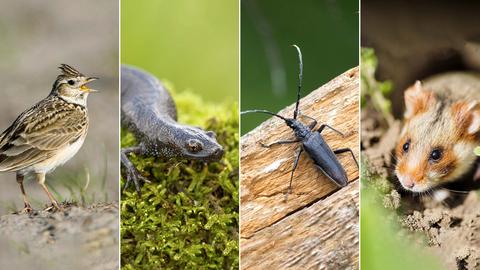 Fotoportraits von vier Tieren: Feldlerche, Kammmolch, Großer Eichenbock und Feldhamster