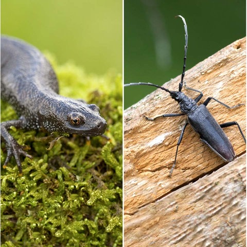 Fotoportraits von vier Tieren: Feldlerche, Kammmolch, Großer Eichenbock und Feldhamster