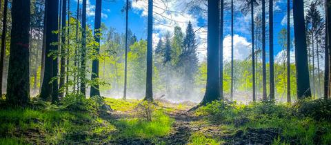 Nach kräftigem Regen kämpft sich die Sonne durch den Wald auf der Hallgarter Zange und lässt eine Pfütze strahlen.