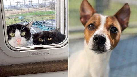 Fotos von zwei Katzen und einem Hund aus der Ukraine in einer Bildkombination nebeneinander.