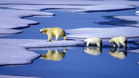 Klimawandel Eisbären