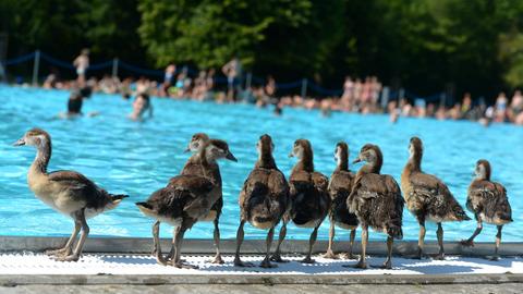 Nilgänse im Brentanobad