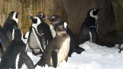 Und: Pinguine im Schnee. 