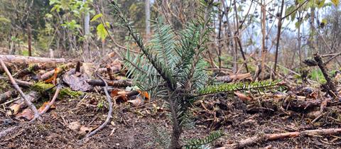 Junger Nadelbaum im Wald wird in der Erde festgedrückt