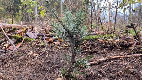 Junger Nadelbaum im Wald wird in der Erde festgedrückt