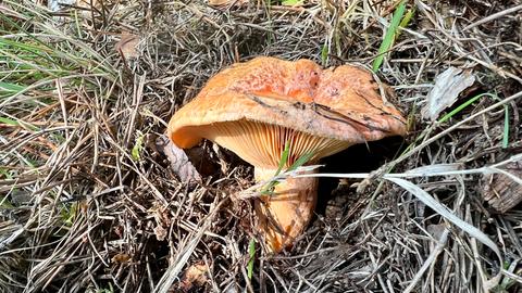 orange-roter Pilz