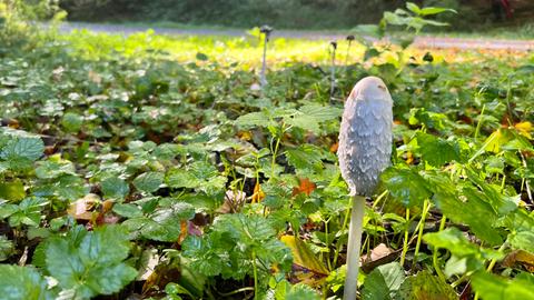 Pilz im Wald