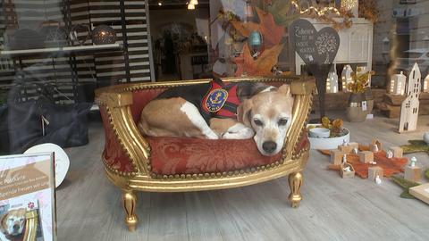 Ein Beagle liegt im Schaufenster.