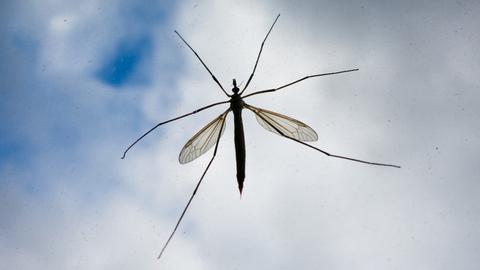 Stechmücken