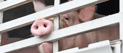 Ein Schwein beißt in die Gitter eines Schweinetransporters auf dem Weg zum Schlachthof.