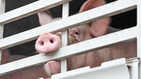 Ein Schwein beißt in die Gitter eines Schweinetransporters auf dem Weg zum Schlachthof.